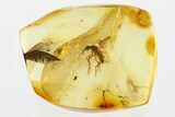 Detailed Fossil Fungus Gnat (Mycetophilidae) In Baltic Amber #307838-1